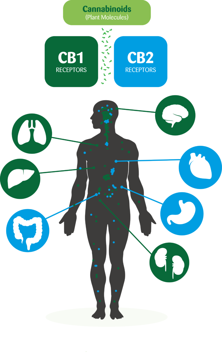 What is CBD Mollify CBD